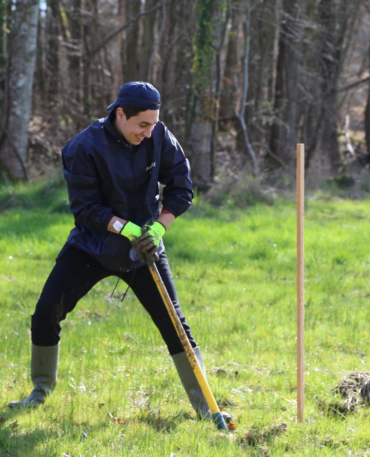 Planter des arbres